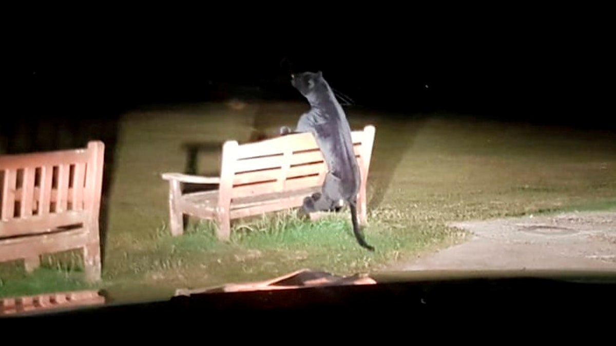 Sussex Police were initially concerned when they first sighted the big cat in their car headlights, seemingly attempting to jump over the bench.