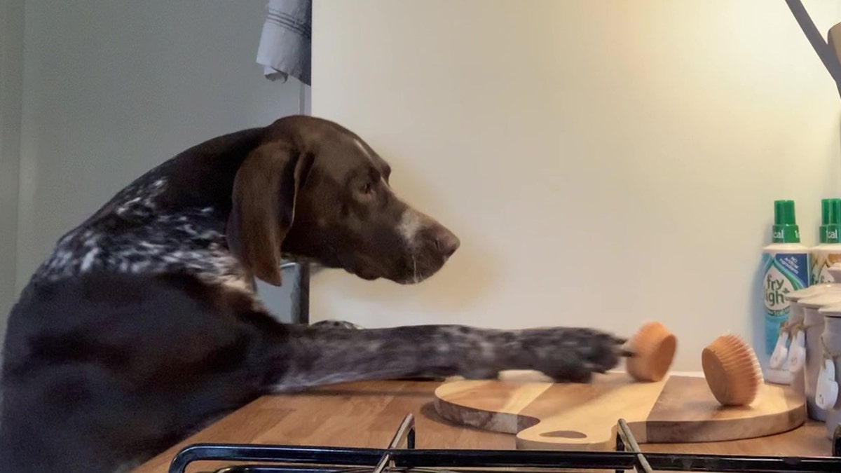 River the dog, caught in the act of cupcake theft.