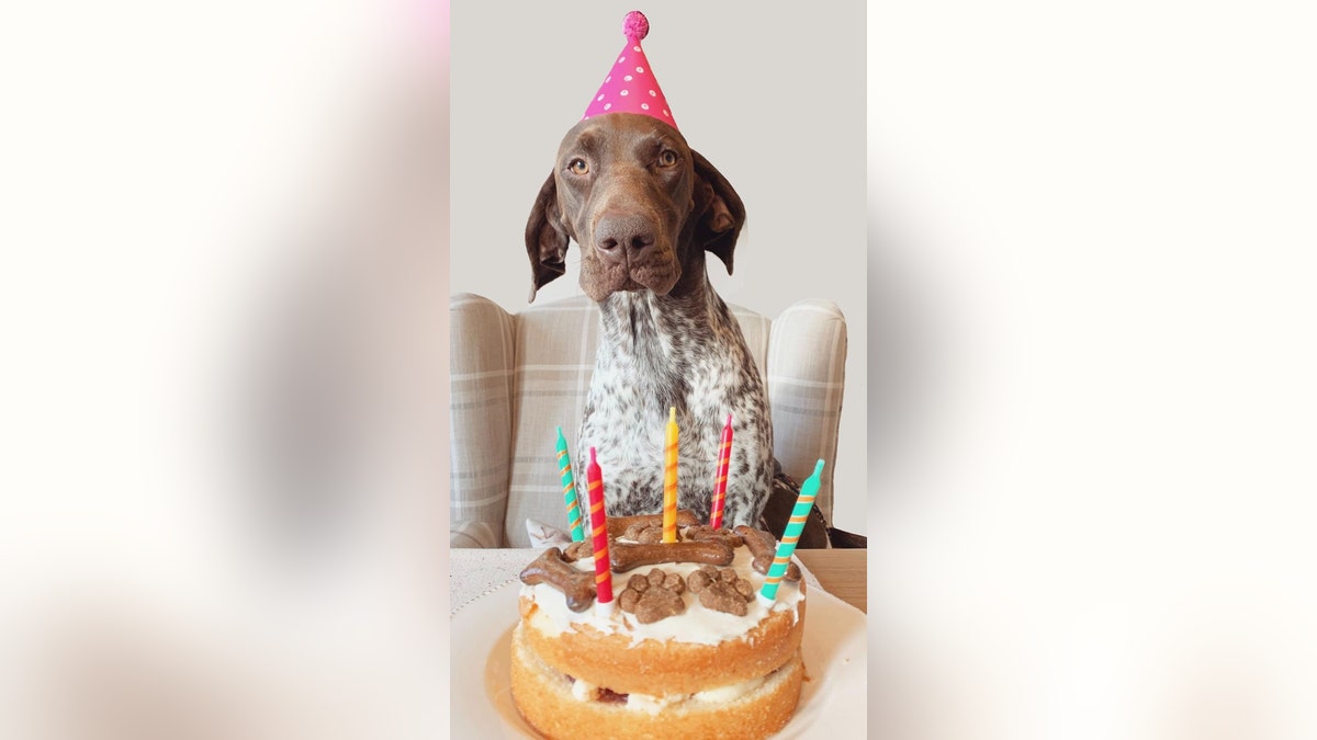 Winnie the dog, pictured, recently celebrated a birthday.