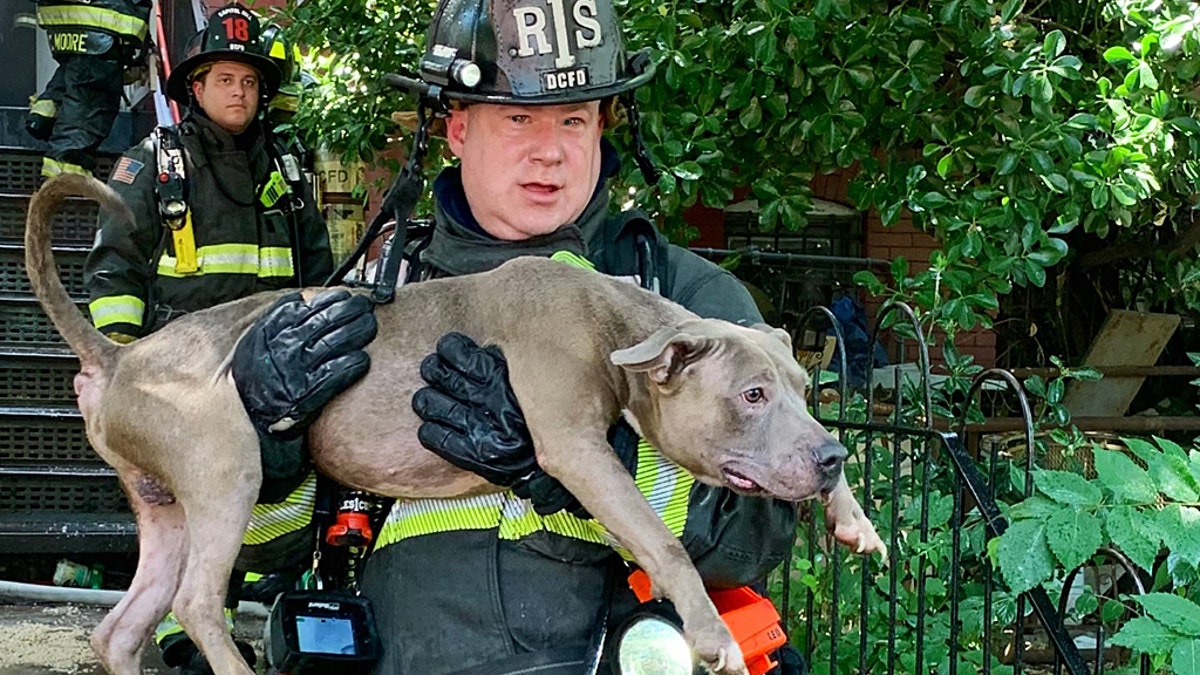 Six dogs were rescued from a burning home during the intense heat wave in Washington D.C. on Tuesday.