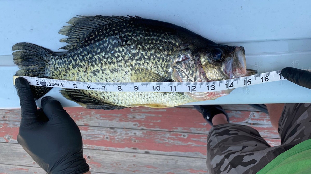 Matt Turner's black crappie, hooked at Deek Creek.