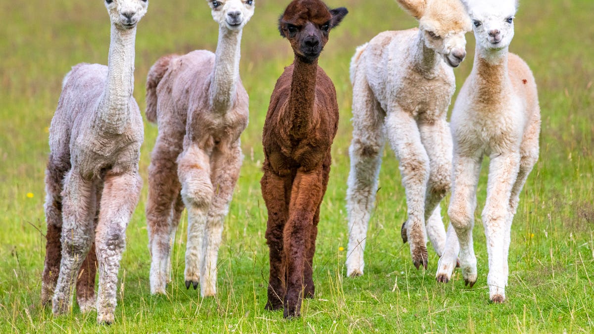 Newborn Mr. Softee was only born on July 19, and the oldest of the five babies is Casey, born on May 29. Dark brown Sahara Foncé is expected to become a prize-winner at shows when she competes, as is fawn-colored Akoya when he goes into the ring. (Credit: SWNS)