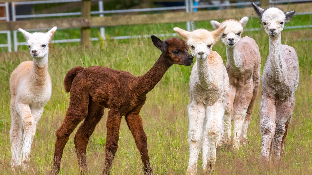 Delighted owners Stuart Ramsay, 56, and wife Jean McDonald, 64, love watching the babies playing together. (Credit: SWNS)