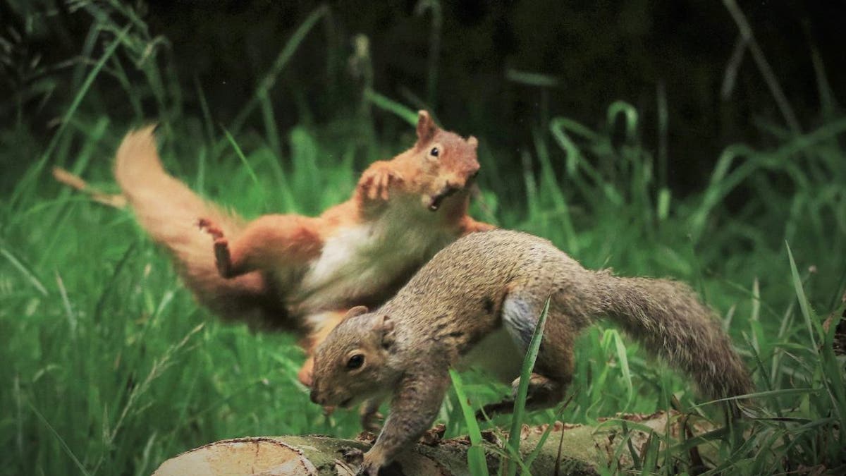 John O’Brien, 57, from Arklow, Ireland, has captured the extraordinary moment a red squirrel decided to confront grey squirrel entered its territory. (Credit: SWNS)