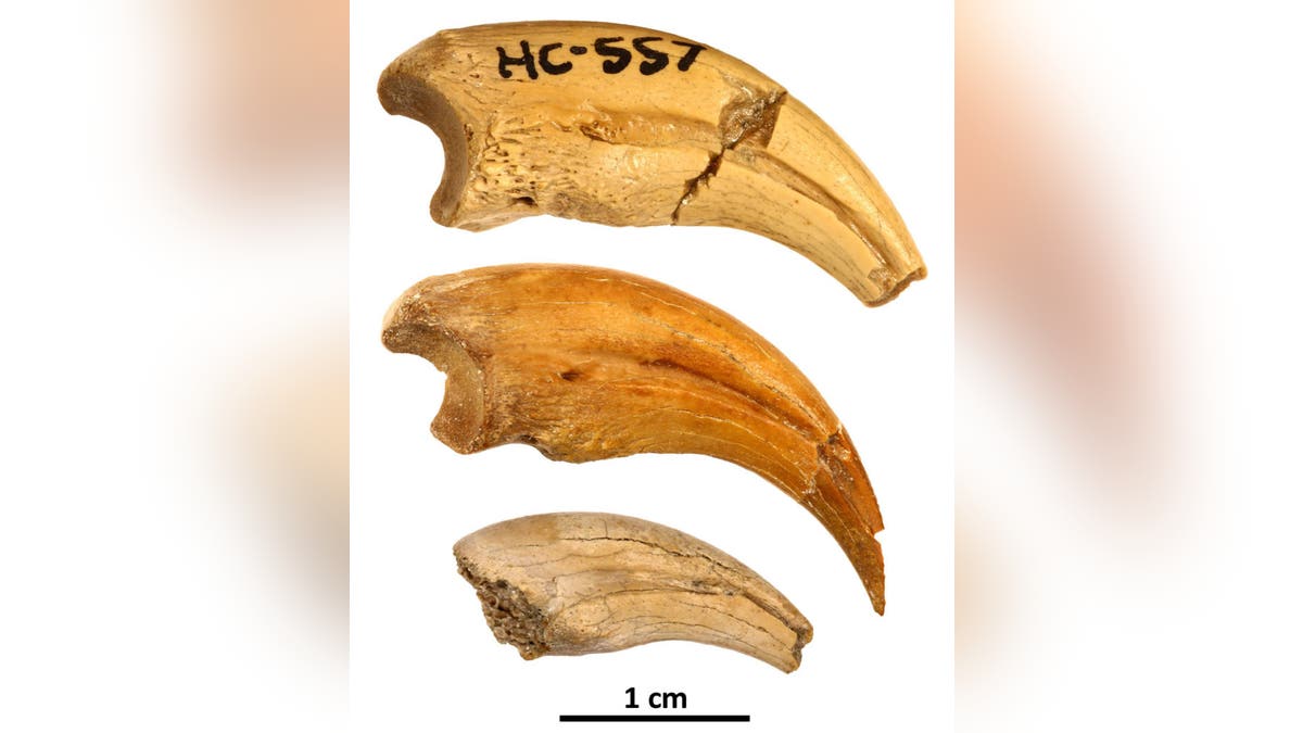 The three claws described in the study form an ontogenetic series showing changes in shape and texture as the animal grew in size. (Credit: Badlands Dinosaur Museum)