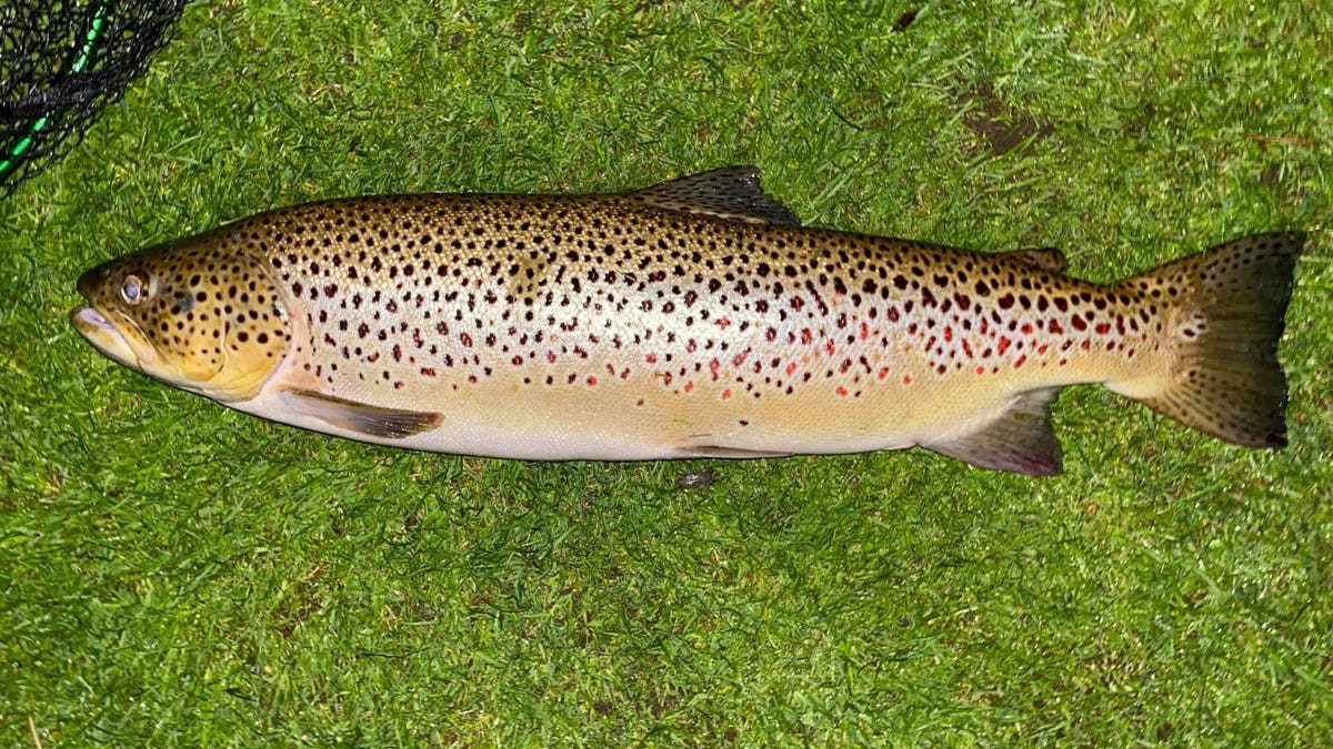 The angler's "monstrous" trout measured 11-pounds and-31 inches. (SWNS) 