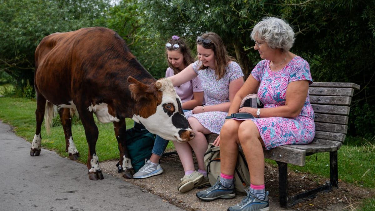 This cow on Sheep’s Green in Cambridge was very interested in what these ladies had in their bags. (Credit: SWNS)