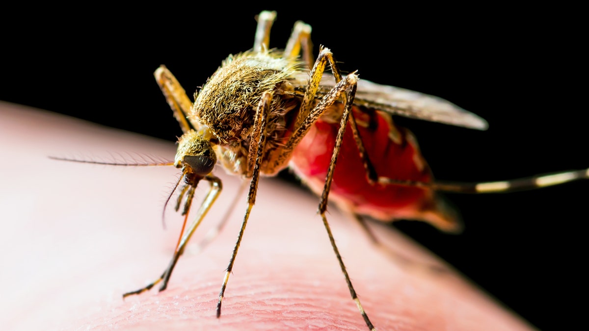 West Nile virus is transmitted primarily by several Culex species, including Culex salinarius and Culex pipiens, health officials say.
