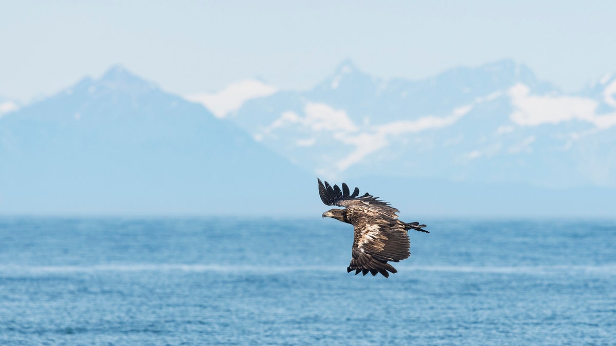 The man rescued the juvenile bald eagle from the lake waters.