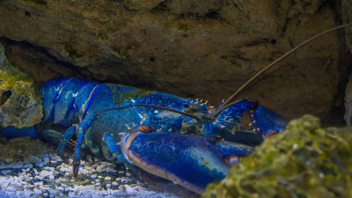 Blue lobsters only occur in nature about once in every 200 million, according to the University of Maine Lobster Institute. (iStock)