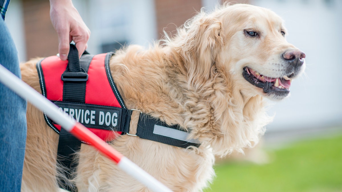 blind person walks with golden retriever service dog