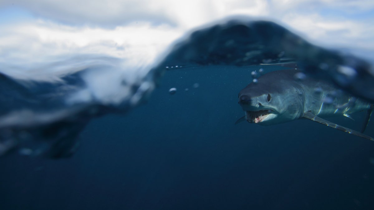 Mako sharks, which are considered endangered, are known for their leaps – and speed, as it is considered the world’s fastest shark.