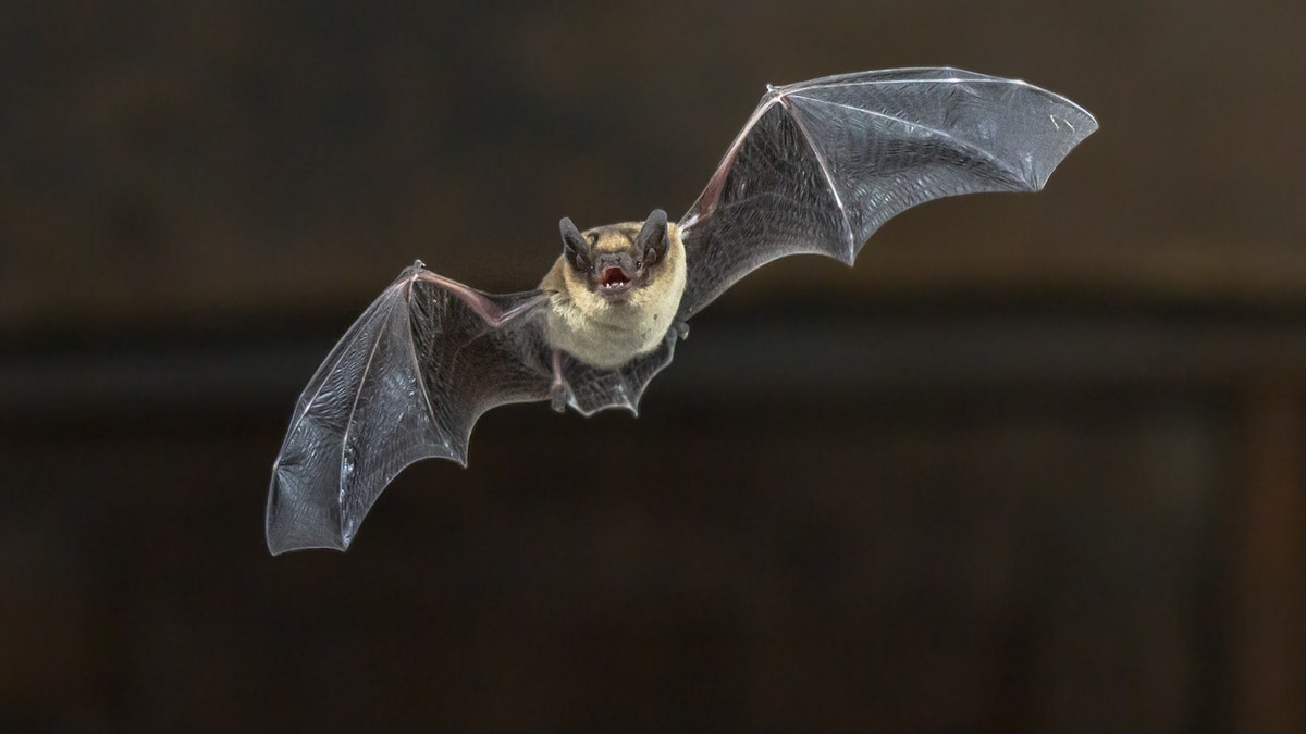 Pipistrelle bat (Pipistrellus pipistrellus) flying on wooden ceiling of house in darkness.?