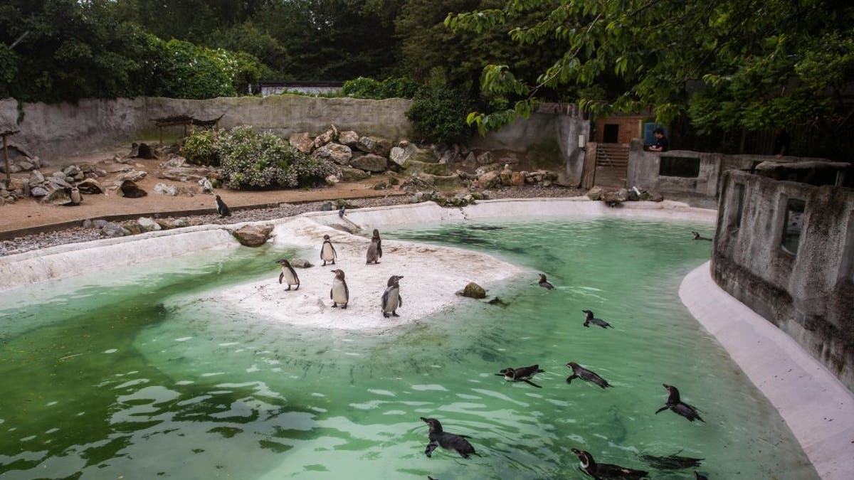 Keeper Dan Trevelyan said the penguins, as predators, love chasing the bubbles as it keeps their reflexes sharp. (Credit: SWNS)