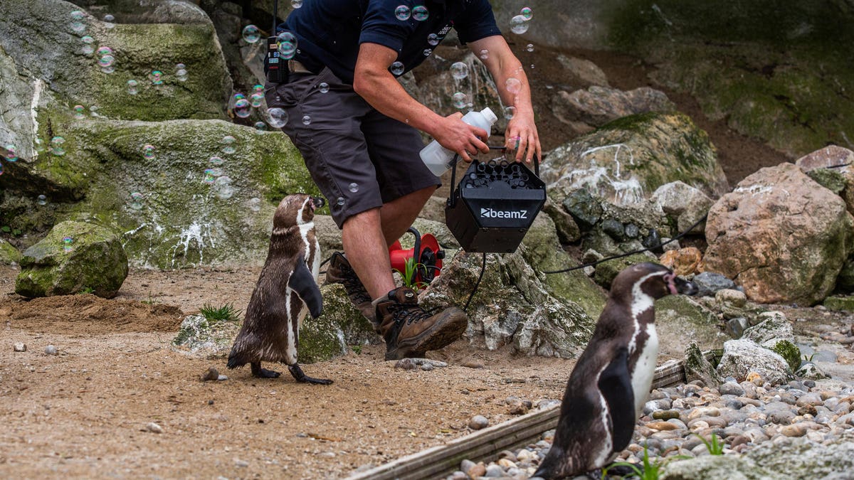 The birds are usually kept occupied by feeding shows and guests visiting the zoo, but due to coronavirus, their daily routine was forced to change. (Credit: SWNS)