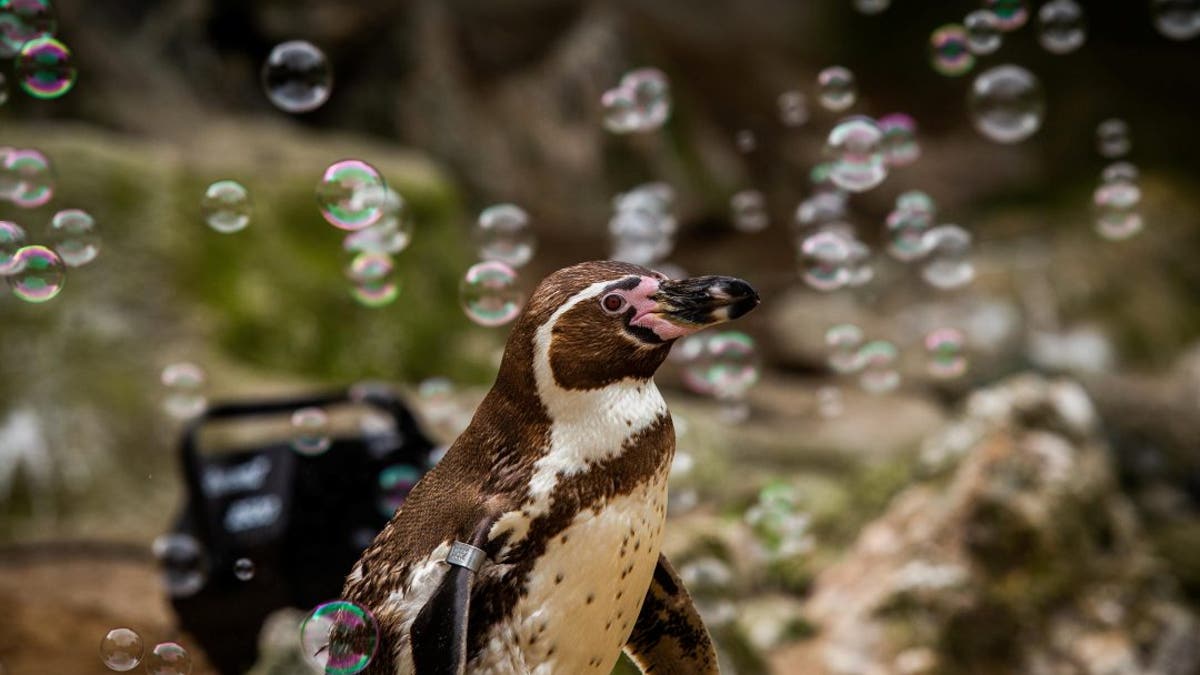 Pickles the penguin enjoys playing with bubbles at the Newquay Zoo. (Credit: SWNS)