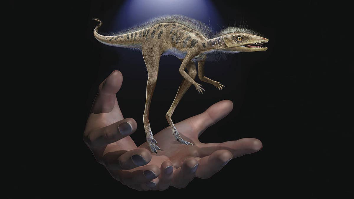 Life restoration of Kongonaphon kely, a newly described reptile near the ancestry of dinosaurs and pterosaurs, shown to scale with human hands. The fossils of Kongonaphon were found in Triassic (~237 million years ago) rocks in southwestern Madagascar and demonstrate the existence of remarkably small animals along the dinosaurian stem. (Credit: Frank Ippolito, American Museum of Natural History)