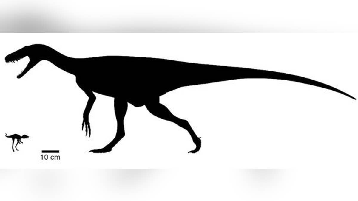 Body size comparison between the newly discovered Kongonaphon kely (left) and one of the earliest dinosaurs, Herrerasaurus. (Credit: Phylopic.org by Scott Hartman (CC BY 3.0) Frank Ippolito, AMNH)