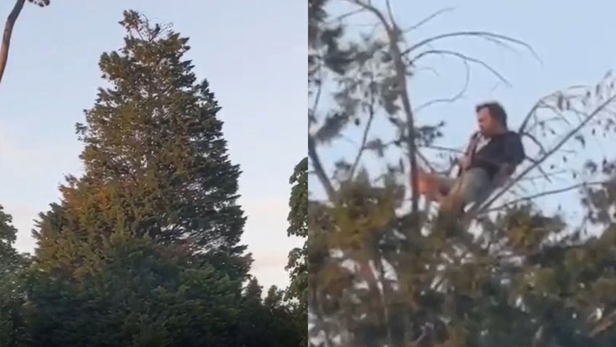 A man in England was reportedly spotted enjoying a solo picnic at the top of an enormous tree.