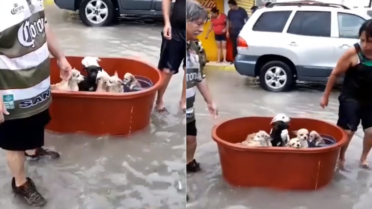A couple in northeastern Mexico was able to rescue their puppies from the floodwaters from Hurricane Hanna..