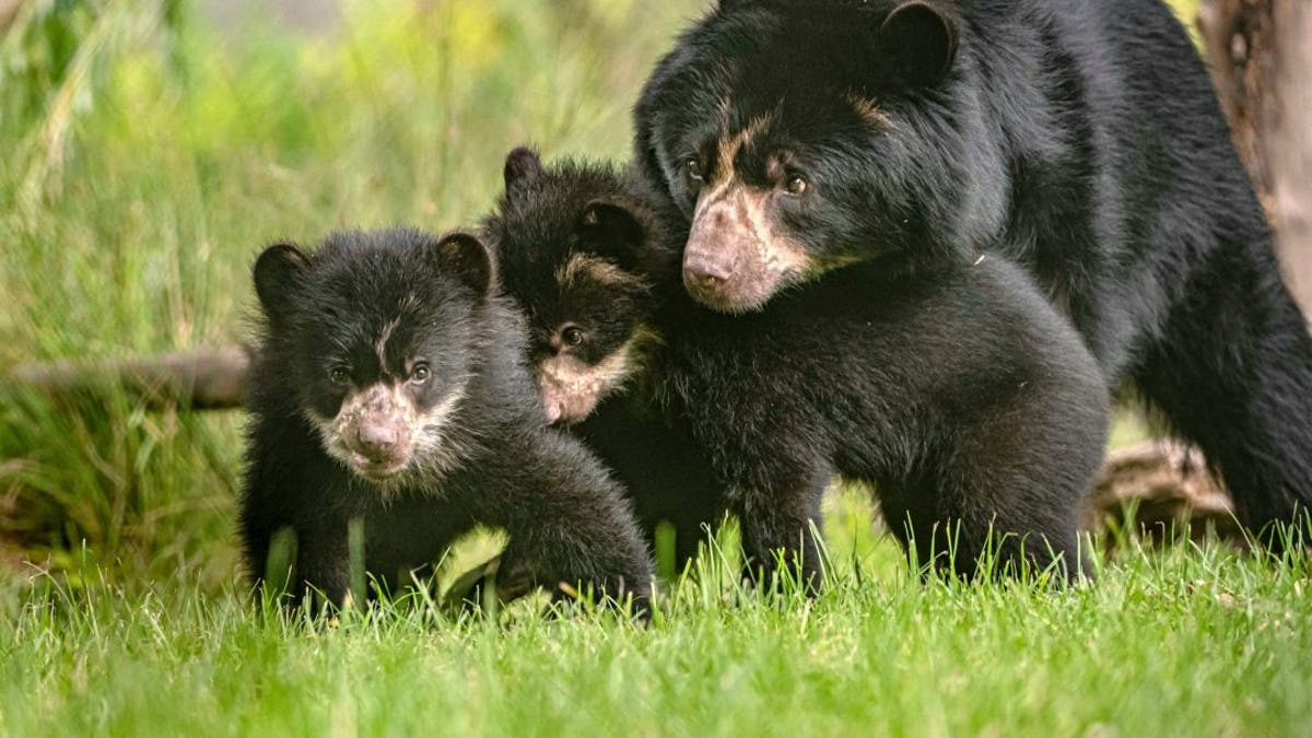 Female Pacha and her brother Mateo were captured play fighting on video as they emerged from their den for the first time. The cubs were born at Chester Zoo in January but only braved the outside to explore their new home on Thursday. (Credit: SWNS)