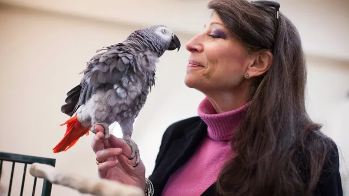 Griffin the parrot with his bird-mom, psychologist Irene Pepperberg. (Credit: Courtesy Harvard/ Stephanie Mitchell)