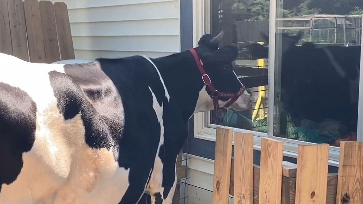 Don't have a cow, Jenna!
