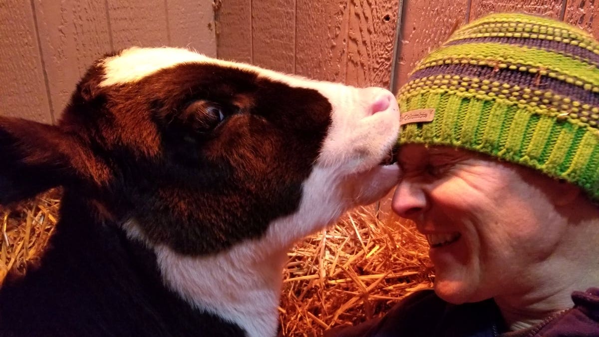 Jenna was just three-days-old when was taken in by Ryan Phillips, 42, and Mallory Sherman, 34, who run a not-for-profit farmyard sanctuary.
