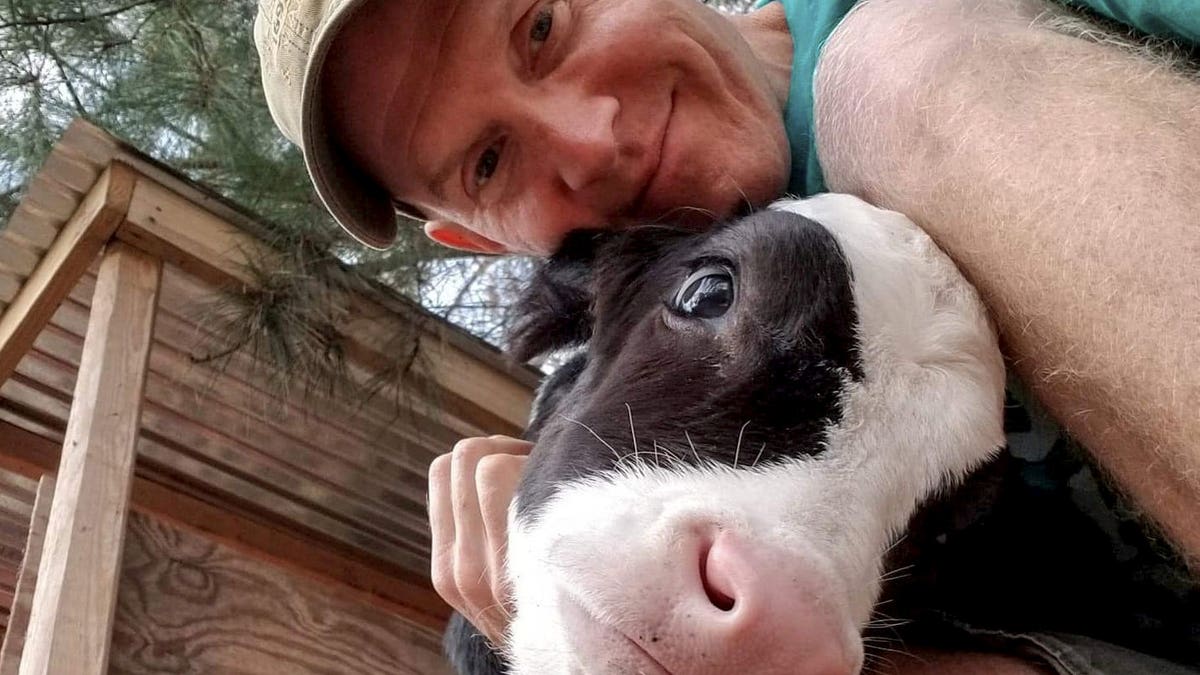 Jenna - nicknamed The Calf Who Lived - was a freemartin, meaning she was unlikely to have babies or produce milk, because she was born a twin, in November 2018.