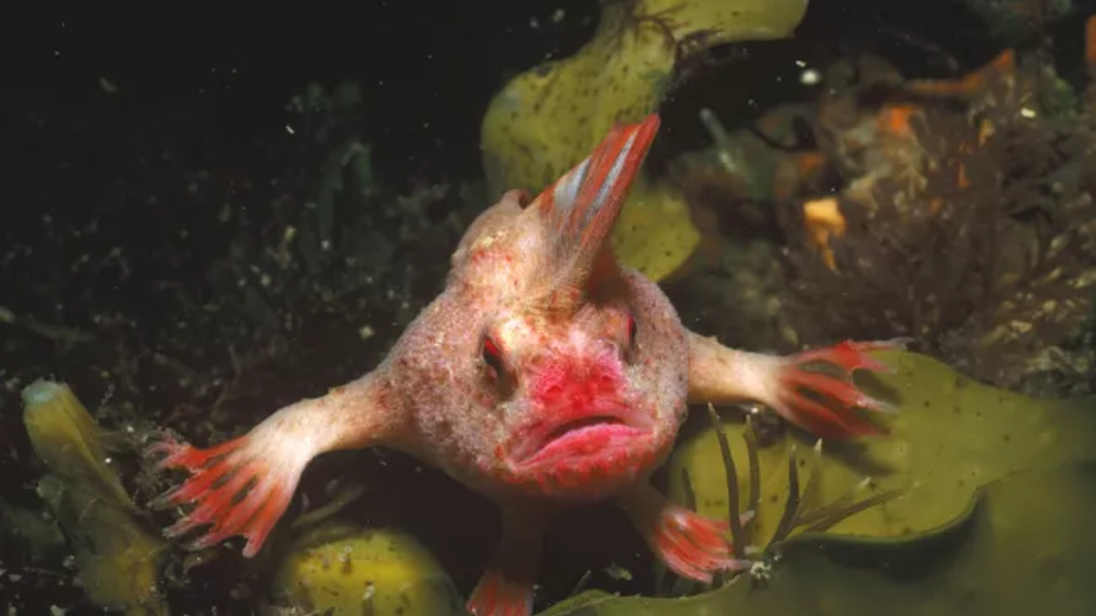The red handfish, a cousin of the now-extinct smooth handfish. (Credit: Auscape/Getty)