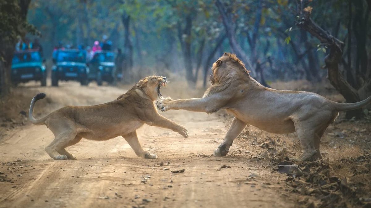 Photographer Urmil Jhaveri was on hand to capture the thrilling spat between a male lion and his would-be mate on camera. (Credit: SWNS)