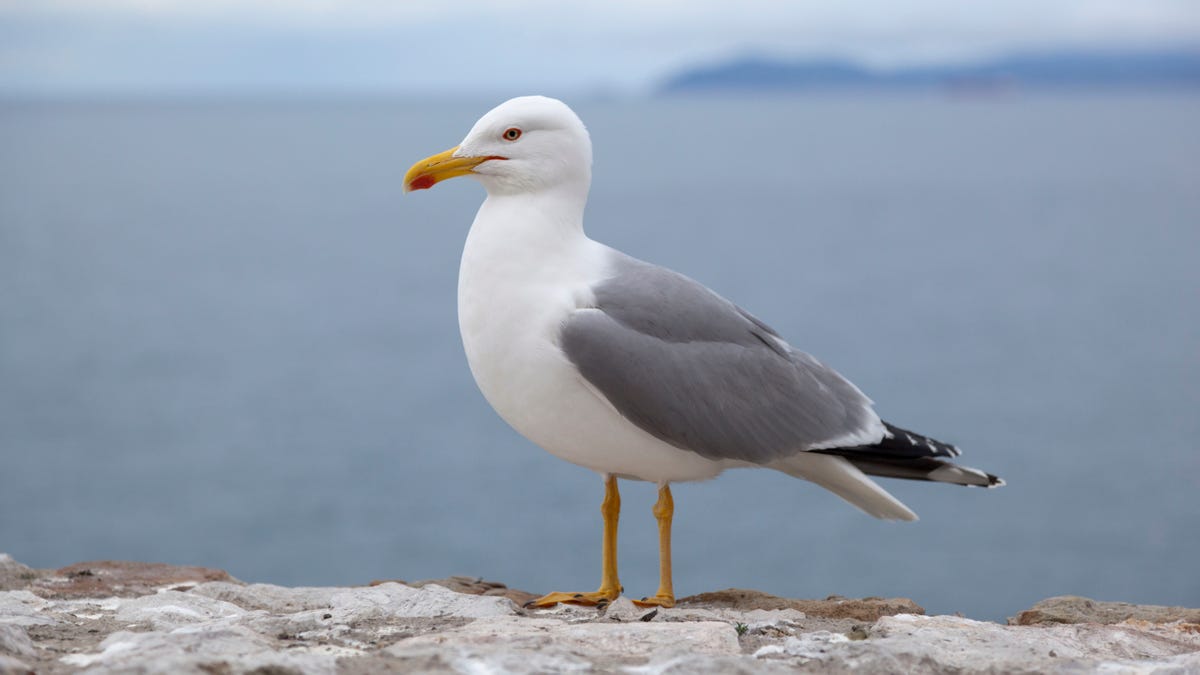 Seagull