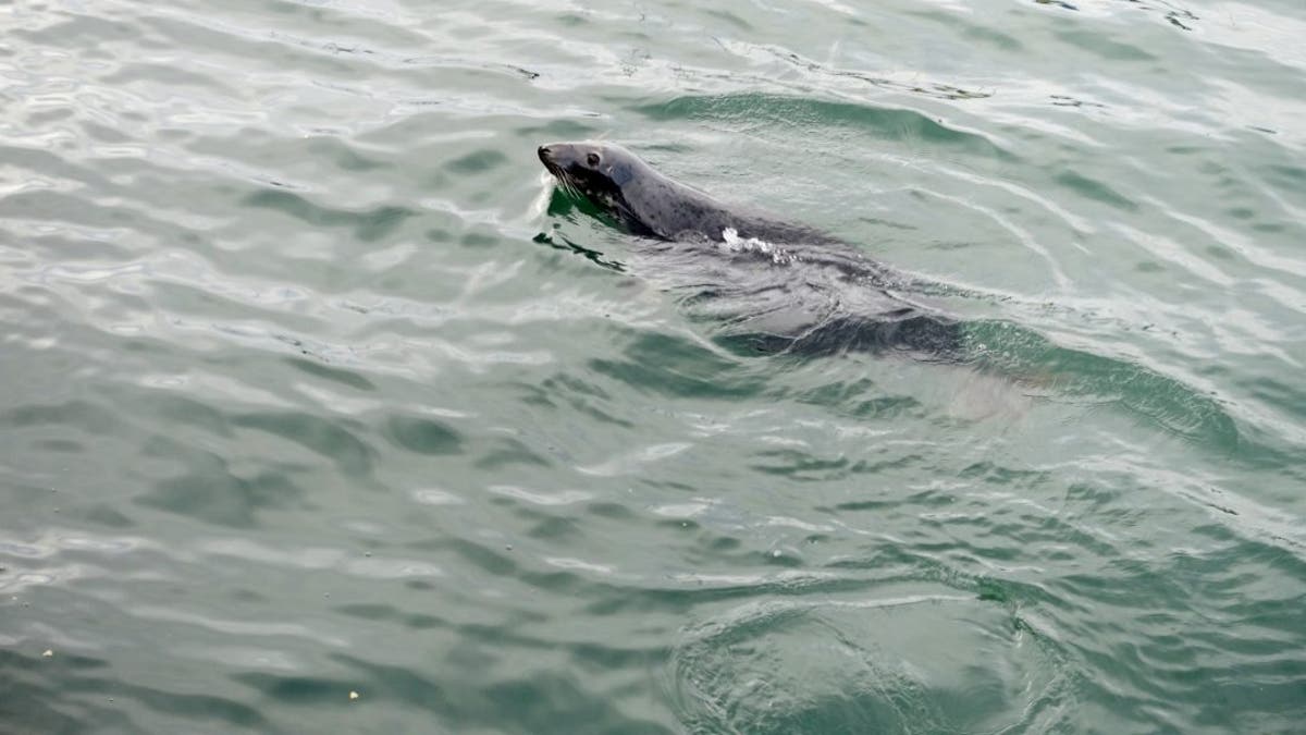 Named Ronnie by locals, it has been seen at the quayside on a number of days. (Credit: SWNS)