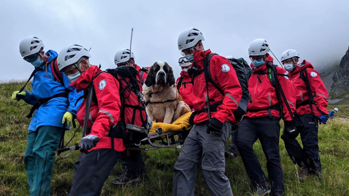 Daisy, a St Bernard, collapsed on Scafell Pike in England and needed to be rescued on Friday.