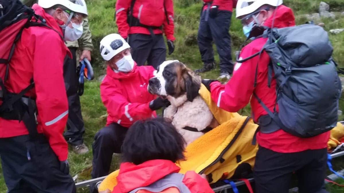 Daisy, a St Bernard, collapsed on Scafell Pike in England and needed to be rescued on Friday.