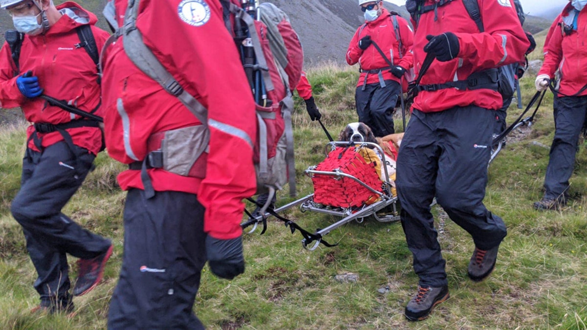 Daisy, a St Bernard, collapsed on Scafell Pike in England and needed to be rescued on Friday.