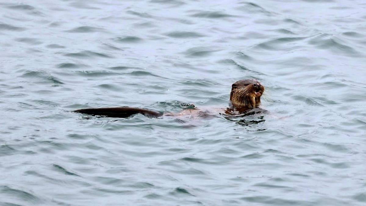 The otter swimming with its captured prey. (Credit: SWNS)