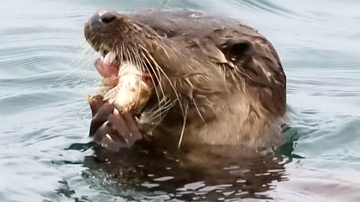 These dramatic pictures captured a hungry otter swallowing a rare scorpionfish in a single gulp. (Credit: SWNS)