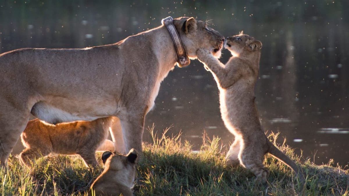 This adorable image shows a sweet little lion club grabbing its mom for cuddles and even planting a sweet kiss of the big cat's nose. (Credit: SWNS)