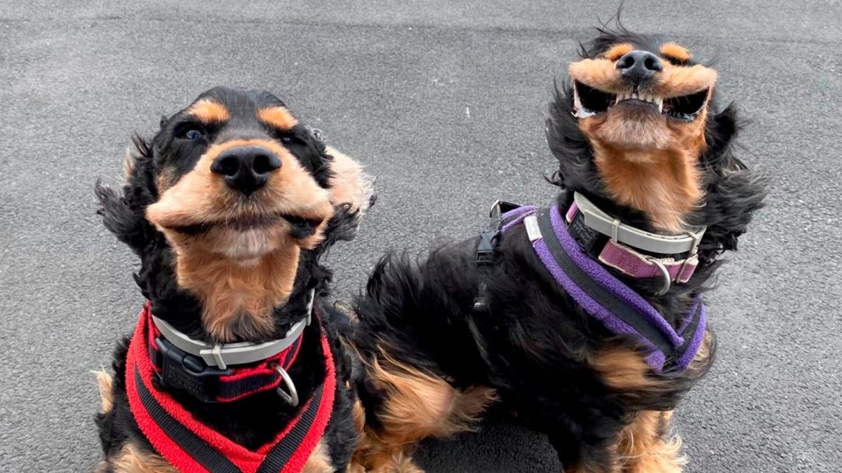 These heartwarming pictures show the moment two adorable dogs were captured with their mouths flapping as they were taken for a cliff-top walk during a gust. (Credit: SWNS)