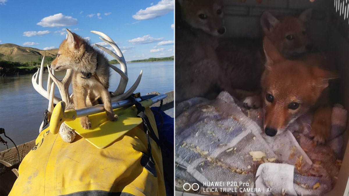 After the adventure concluded, YipYip is now being cared for at a specialized coyote rehab center.