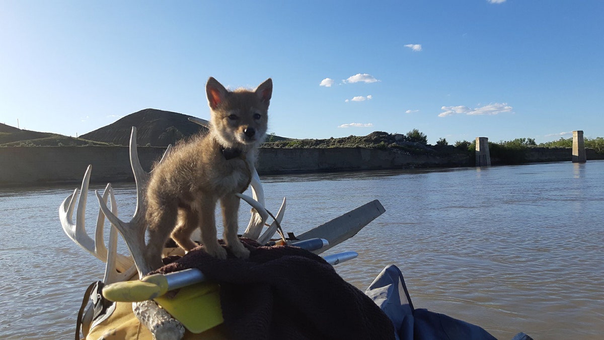 An adventurer named Justin was fishing during a recent rafting trip on the Red Deer and South Saskatchewan Rivers when he heard "something in the water squeak" – a drowning coyote pup he would ultimately save.