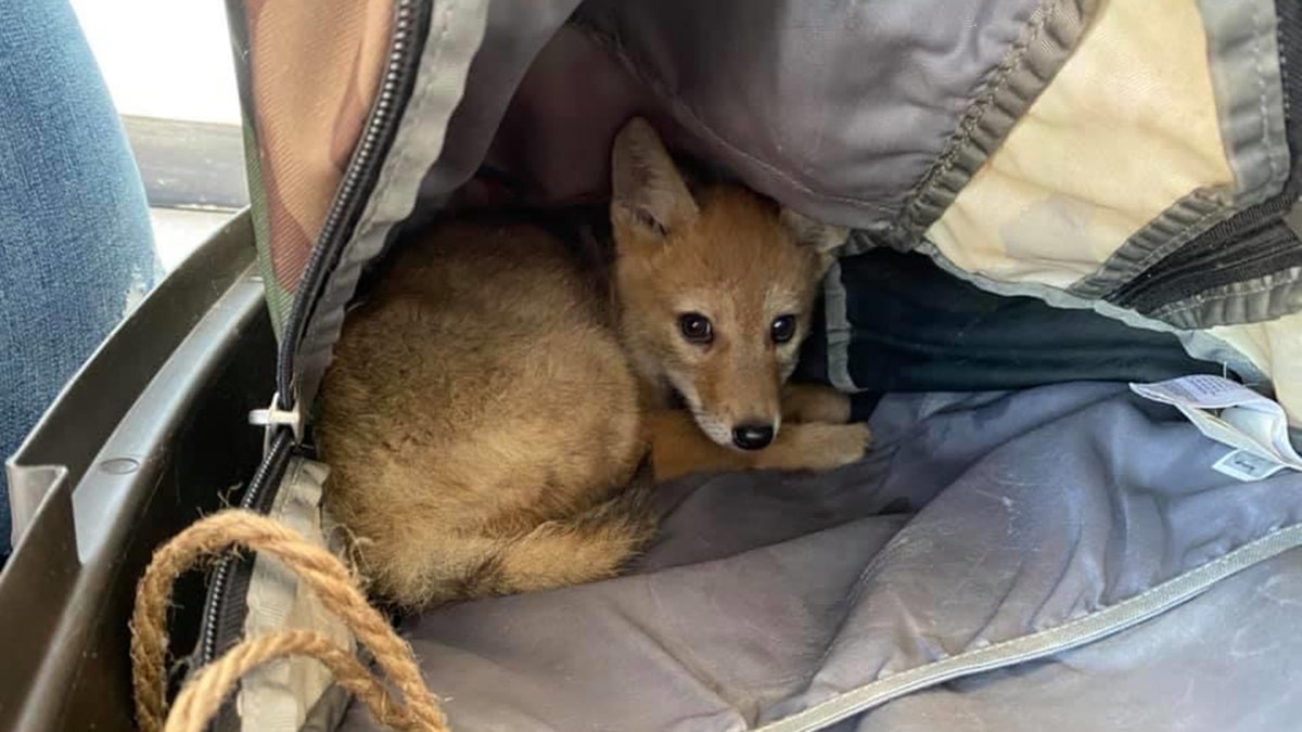 With limited service available during his 10-day rafting excursion, Justin brought the coyote he named YipYip along for the ride, and “took really good care of him” throughout," the wildlife rehab said.