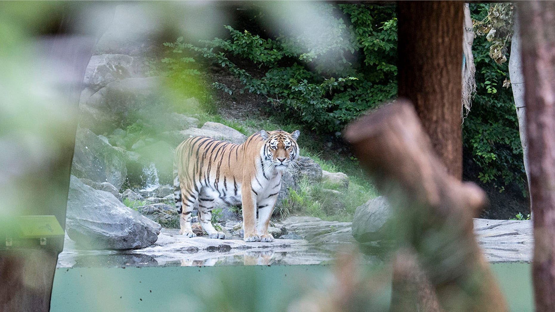 siberian-tiger-zurich-zoo.jpg?ve=1&tl=1