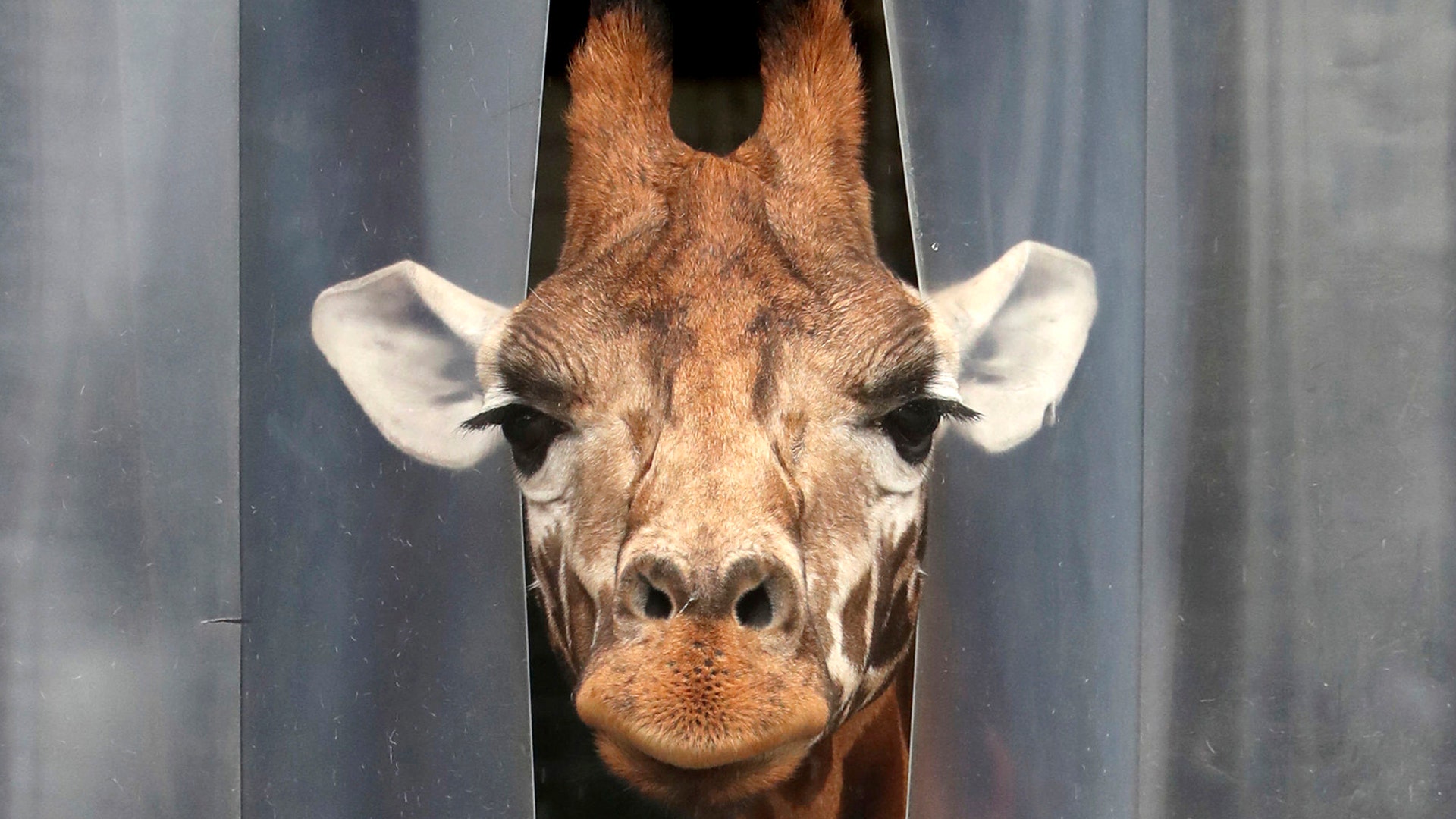 A giraffe pokes its head out from its enclosure at Blair Drummond Safari Park, near Stirling, Scotland, June 29, 2020. 