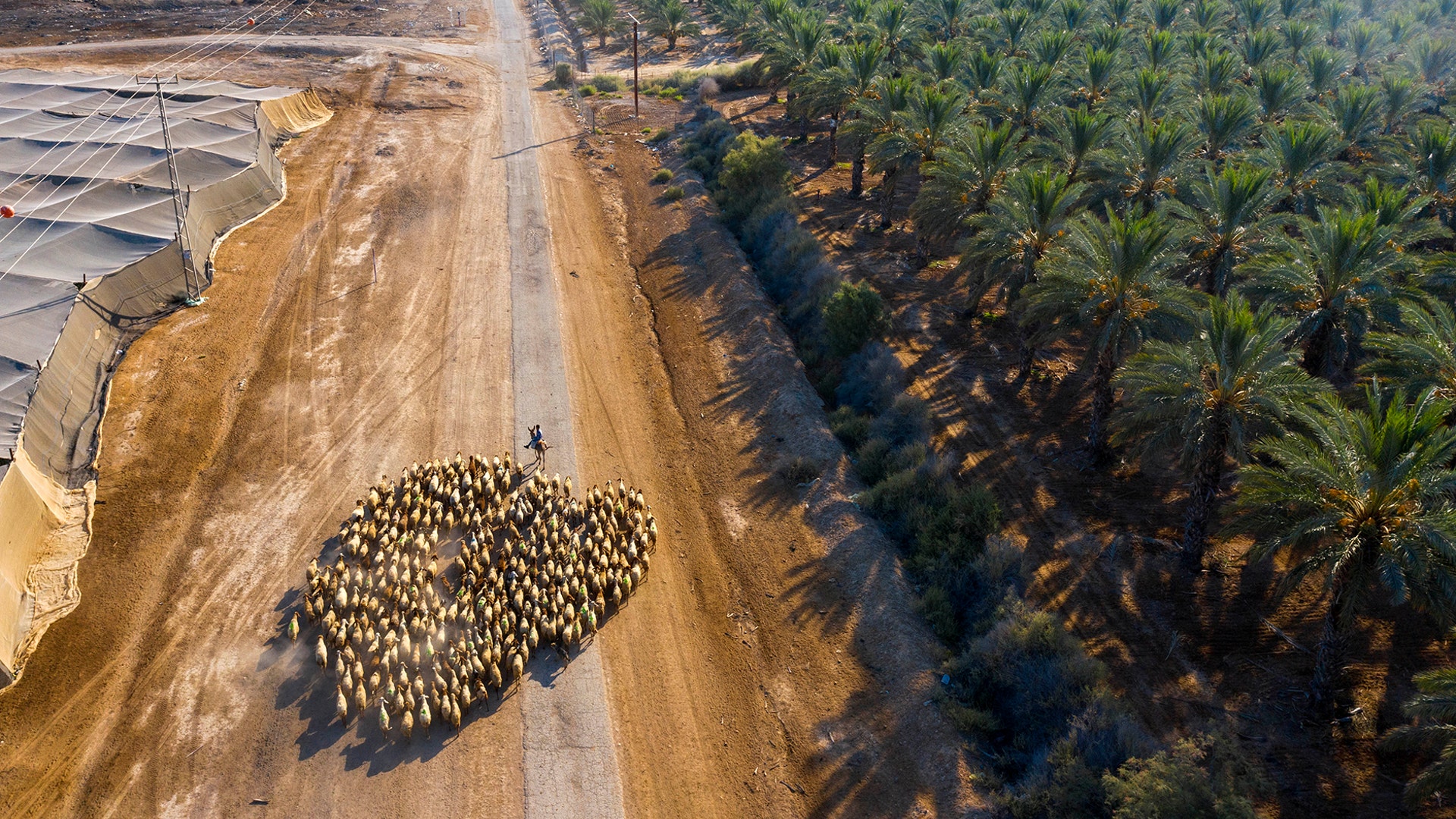 A Palestinian shepherd herds his flock next to the West Bank Jewish Settlement of Tomer in the Jordan Valley, June 30, 2020. 