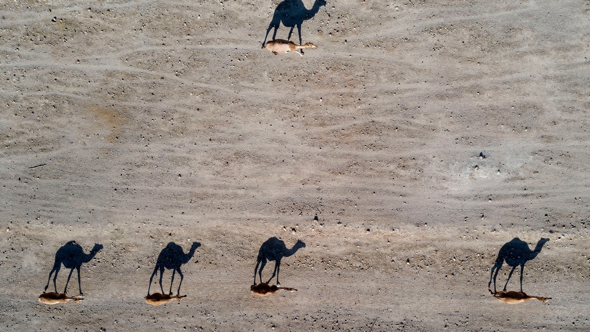 Camels walk near the West Bank village of Al Fasayil, in the Jordan Valley, June 30, 2020. 