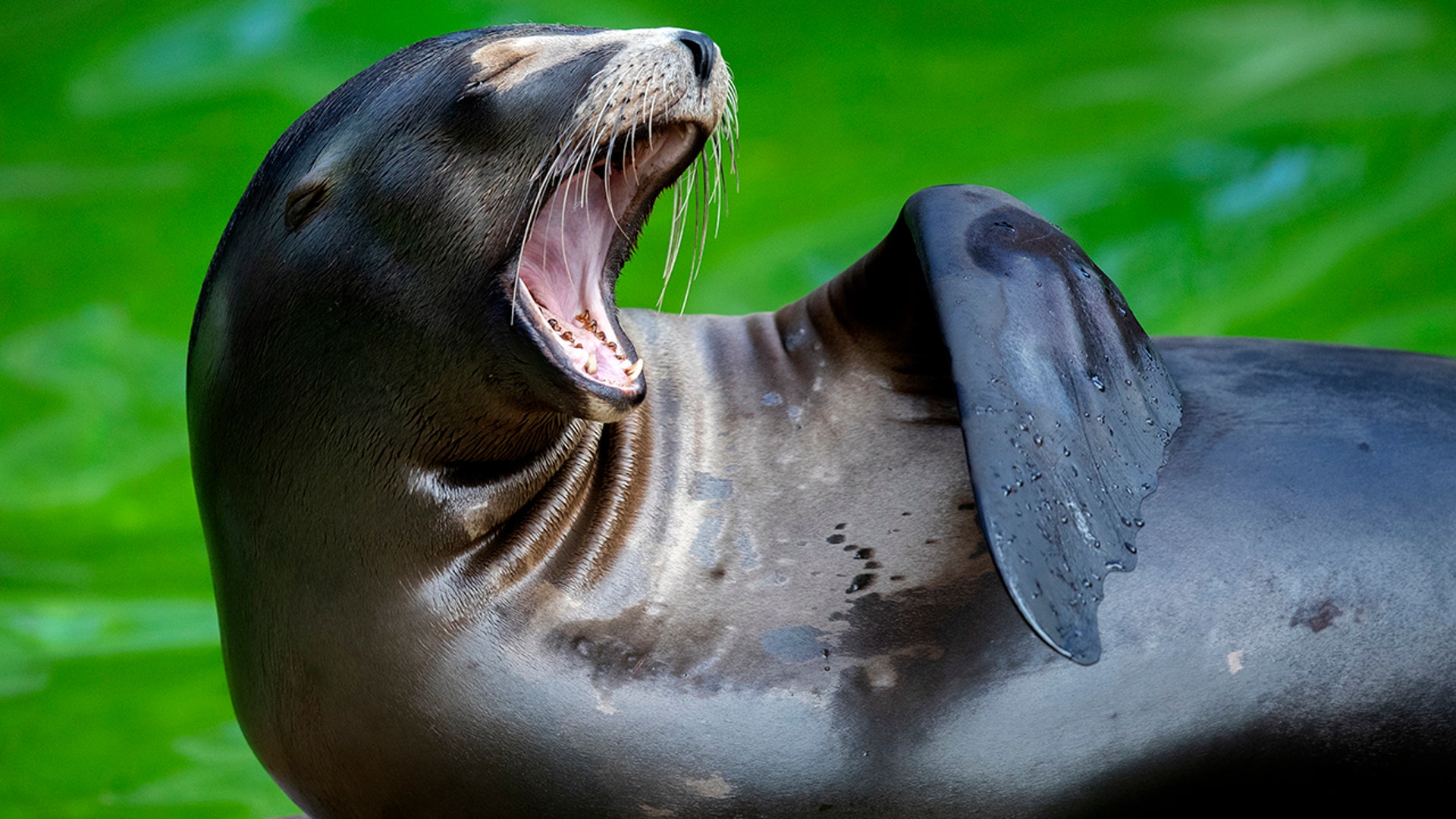 A sea lion yawns as it rests in its enclosure at the zoo in Berlin, Germany, July 7, 2020.