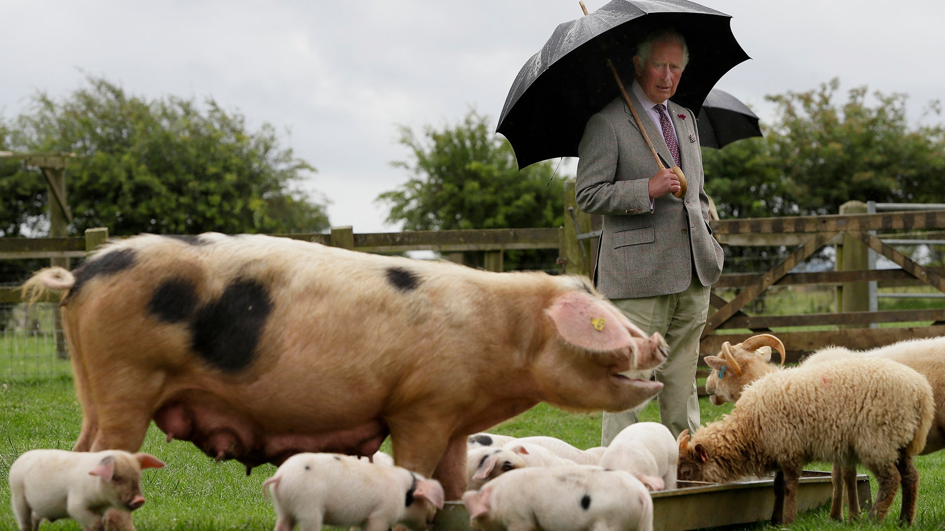 Britain's Prince Charles looks at a Gloucestershire Old Spot pig with her piglets during a visit to Cotswold Farm Park in Guiting Power, England, July 1, 2020. 