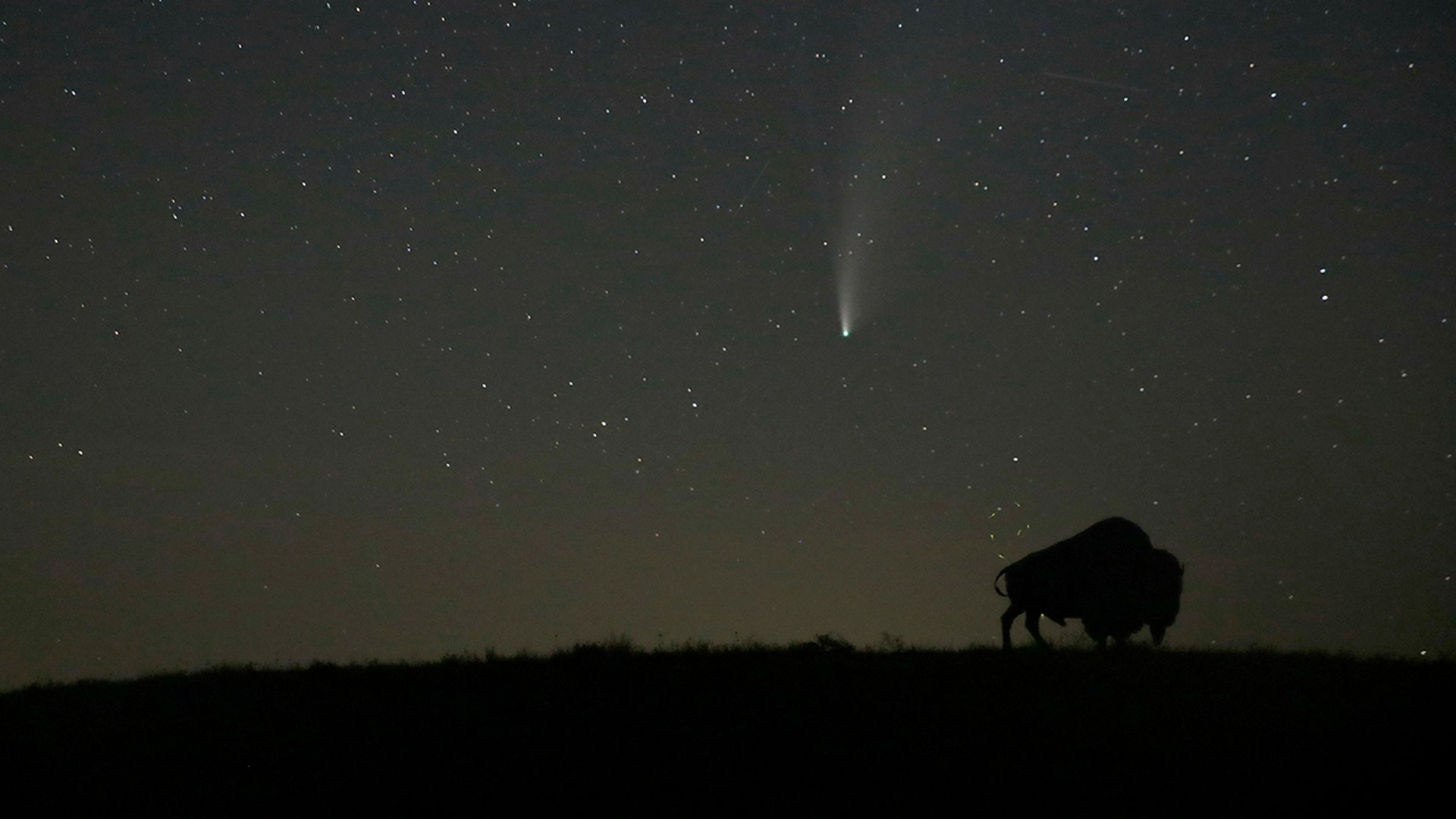 Comet Neowise is seen in the night sky beyond a cutout of a buffalo in Elmdale, Kan., July 21, 2020